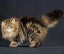 Tabby Persian Cat Breed - Facts, Origin, History and ...