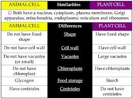 We did not find results for: Plant Cell Diagram Pinterest Novocom Top