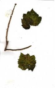 Image result for Obetia tenax