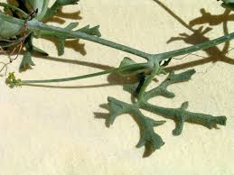 Image result for Corallocarpus welwitschii