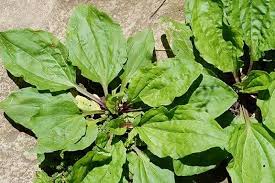 Plantain Remedes De Grand Mere Plantain Remedes Naturels Herboristerie