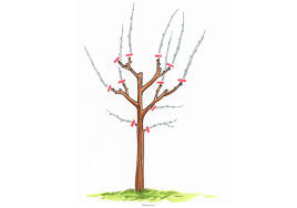 Dabei müssen sie einige dinge beachten. Hibiskus Schneiden Anleitung Tipps Und Tricks Mit Illustrationen