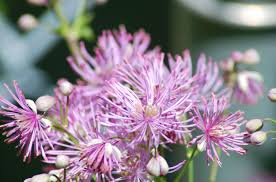 Try these beautiful michigan annual flowers. 9 Best Shade Loving Perennials In Michigan