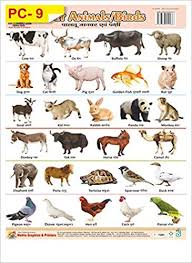 Buy Wall Charts Of Plastics Non Tearable Of Pet Animals Book