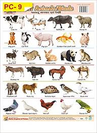 buy wall charts of plastics non tearable of pet animals book