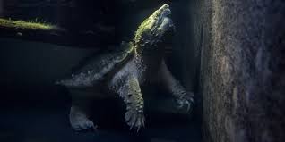 Alligator Snapping Turtle Smithsonians National Zoo