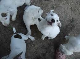 Advertise, sell, buy and rehome american bulldog dogs and puppies with pets4homes. American Bulldog Mix Puppies In Mississippi 6 2017 Youtube