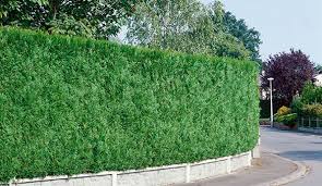 Formal fences offer seclusion and clear boundaries, but they can be expensive, not to. Best Privacy Hedges Evergreens For Privacy Instanthedge Blog