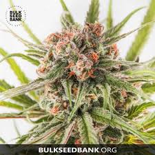 We have also added seed banks that ship to usa. Feminisierte Hanfsamen Bulk Seed Bank Dark Domina Villabafo