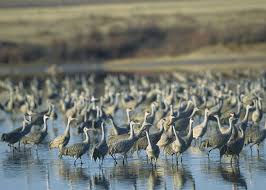 The refuge is an important home for wintering populations of migratory waterfowl. Muleshoe National Wildlife Refuge Wikipedia