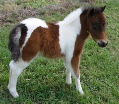 Black And White Paint Horses For Sale In Colorado Miniature Horses For Sale Page 135 Miniature Horses For Sale Miniature Horse Baby Horses