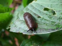 Natural pest control methods employ biological materials to manage and reduce pest natural methods are safe, successful and less damaging to the environment than chemical controls. Natural Insecticidal Soap Spray Kills Aphids Mites White Flies Thrips And Mealy Bugs Mix 1 1 2 Tablespoons Of Bi Natural Garden Natural Pesticides Plants