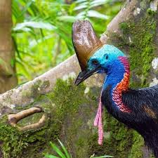 Cassowaries Hail From The Era Of The Dinosaursand Still Roam The Wet Tropics World Heritage Area Today This Beau Cassowary World Heritage Daintree Rainforest