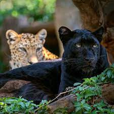 Free for commercial use no attribution required high quality images. The Why What And Where Of The World S Black Leopards