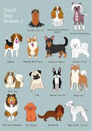 group of small dogs breeds hand drawn chart stock vector