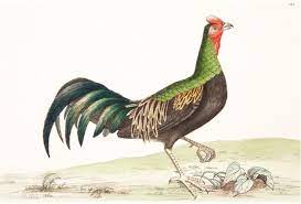 Digital artists notoriously experience a lot of difficulties when it comes to protecting their copyright online. Various Gallus Varius Hybrids Variation In Junglefowl Hybrids And Darwin S Interest In Them