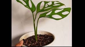 Sehingga di luar negeri bunga ini juga memiliki banyak nama seperti rose mose , eleven o'clock , mexican rose , dan lain sebagainya. Tren Tanaman Hias Akankah Janda Bolong Bernasib Sama Gelombang Cinta Harga Jutaan Kini Terpuruk Halaman All Tribunnews Com