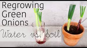 What to do with scallions? How To Regrow Green Onions From Scraps Water Vs Soil Garden Organizs Garden Tip 1 Youtube