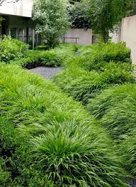 Hakonechloa Macra Garten Pflanzen Garten Gartengestaltung