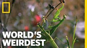 Pest control companies offer many services, including pest control for common household pests like ants. 5 Praying Mantis Facts Ehrlich S Debugged Blog