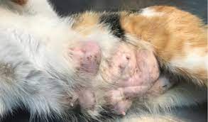 Breast cancer in pets is more commonly referred to as mammary gland cancer. Mammary Cancer In Cats Petcoach