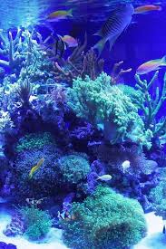 myseajewels coral reef color coral blue sea coral