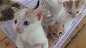 Apparel For All Cute Cats And Kittens Kitten Meowing Kittens