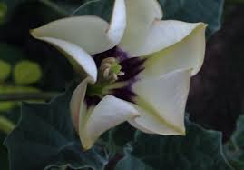 Image result for Datura