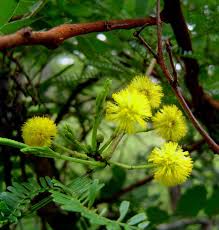 Image result for Acacia karroo