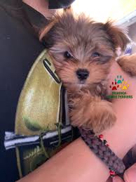 Teacup yorkies with babydoll faces, the very rare and beautiful chocolate teacup yorkies, piebald parti colored teacup yorkies. Yorkie Puppies For Sale California Teacup Toy Puppies Near Me Yorkie Adoption