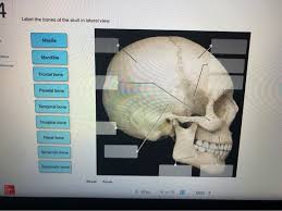 The temporal bones are joined to the parietal bones along the ___ sutures. 4 Label The Bones Of The Skull In Lateral View Chegg Com