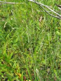 Image result for Glyceria fluitans