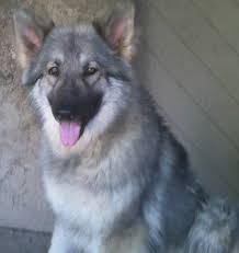 Breeder in california wiley maia at office 1 29 09 from. Cj S Shiloh Shepherds Home Facebook
