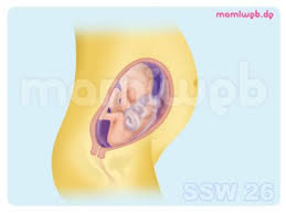 Dieser zähe schleim dient als verschluss für den muttermund am unteren ende des gebärmutterhalskanals. 26 Schwangerschaftswoche 26 Ssw Mamiweb De