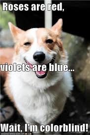 Untitled Red Roses Roses Are Red Violets Are Blue Rose