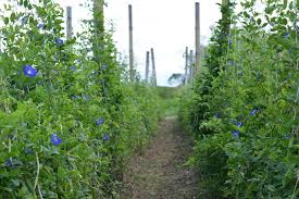 Image result for Clitoria