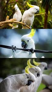 Bird With Big Mouth Name Cockatoos Destroy Australia S Broadband Network Cockatoos Bird Birds Aves Exoticas Aves De Colores Animales