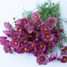 Image result for Cosmos bipinnatus