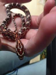 Feed juveniles once a week, adults every one to two weeks. My Cute Little Baby Corn Snake Snakes