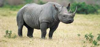 Ceratotherium simum)، هو نوع من الحيوانات الثدية أحادي الطراز من فصيلة الكركدنيات ومن رتبة وتريات الأصابع يعيش في جنوب أفريقيا والجنوب السوداني، ويألف الأراضي المعشبة والمجدبة القريبة من الأنهار وبرك المياه. Ù…Ø¹Ù„ÙˆÙ…Ø§Øª Ø¹Ù† ÙˆØ­ÙŠØ¯ Ø§Ù„Ù‚Ø±Ù† Ù…ÙˆØ¶ÙˆØ¹