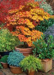 Growing Japanese Maples In Containers Mini Zen Garden Zen Garden Design Small Japanese Garden