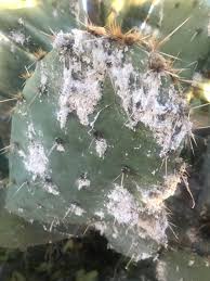 A bug found at the park today. Cochineal Scale On Cholla And Prickly Pear