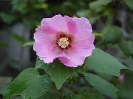 Image result for Hibiscus mutabilis