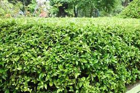 Maybe you would like to learn more about one of these? Dikenal Sebagai Penghilang Bau Badan Siapa Sangka Daun Beluntas Bisa Jadi Obat Pegal Linu Alami Wajib Dicoba Semua Halaman Sajian Sedap