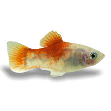 Image result for Platysepalum