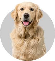 We do however specialize in spay/neuter surgery and preventative care like vaccinations, microchips, and other services. Petvet Clinic Tractor Supply Co