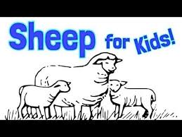 Sheep For Kids Animal Learning Youtube Video Homeschool Pop Animal Learning Animals For Kids Homeschool Activities