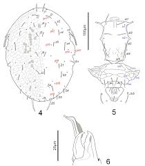Draw locus (one cycle) of a point (p) on the periphery of a circle (diameter=50 mm) which rolls on straight line path. New Species And New Records Of Phytoseiid Mites Acari Phytoseiidae From Cape Verde Archipelago