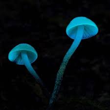 Image result for Strobilurus conigenoides