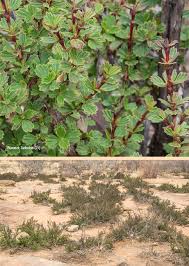 Image result for Myrothamnaceae